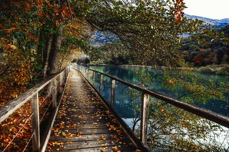  path walkway made of wood at  lake among green plants の写真素材