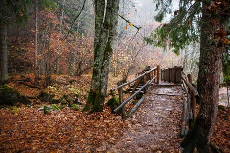 Mystical autumn forest with wooden bridgeの写真素材