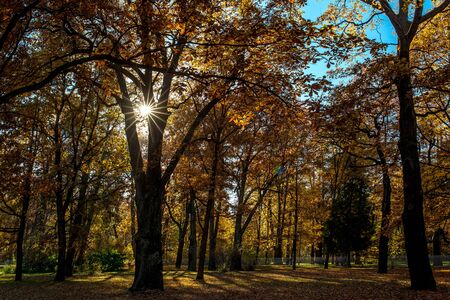 Beautiful autumn colors in the parkの写真素材