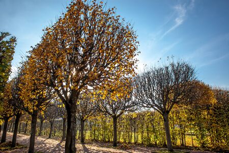 Beautiful autumn colors in the parkの写真素材