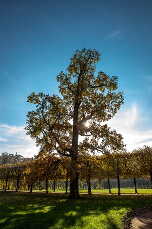 Beautiful autumn colors in the parkの写真素材