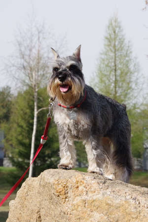 A beautiful dog portrait of a friendly schnauzer stands on a stone in the forest during a beautiful sunny spring day. Team practiceの写真素材
