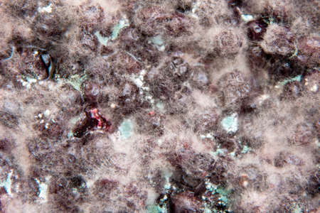Berries in mold, expired. Danger to health, close-up, selective focus.