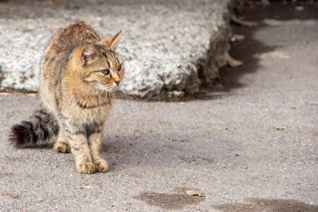 A gorgeous tabby stray cat sits on the ground against the background of an old wall, closeup. Abandoned animals conceptの写真素材