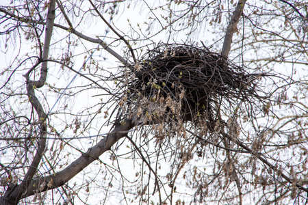 Bird's nest on a tree branch without leaves in spring, on a cloudy day.の写真素材