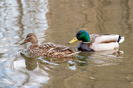 A pair of very beautiful ducks swims in the water, bathes in the morning. Soft light, close-up.の写真素材
