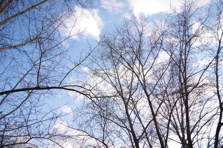 Bare branches of several trees, bushes against a blue sky with white clouds, close-up.の写真素材