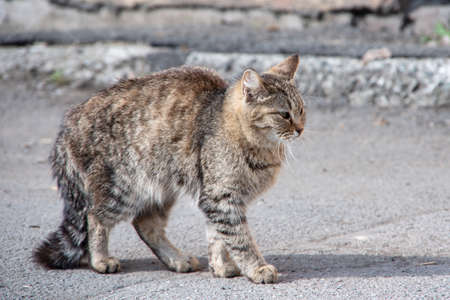 Gorgeous tabby stray cat elegantly walks on the ground against the background of an old wall, closeup. Abandoned animals conceptの写真素材