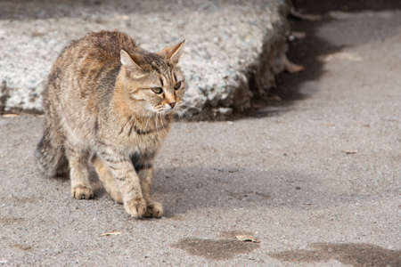 A gorgeous tabby stray cat sits on the ground against the background of an old wall, closeup. Abandoned animals conceptの写真素材