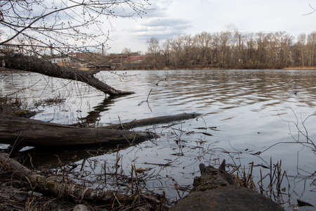 In early spring, on the banks of the river. Old trees along the shore, a branch in the water.の写真素材