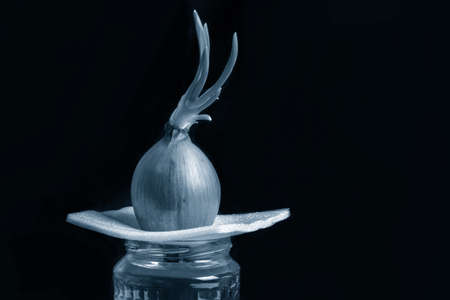 Fresh green onions on a light stand growing in a glass jar isolated on a black background, toning in classic blue.の写真素材
