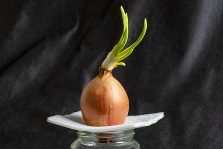 Fresh green onions on a light stand grows in a glass jar. Vegetables are grown on the windowsill. The concept of a healthy diet, home gardenの写真素材