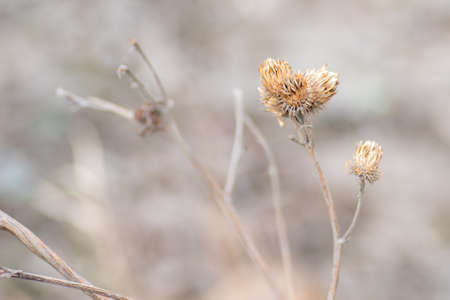 Close-up dry prickly plant, thistle, blurred natural background.の写真素材