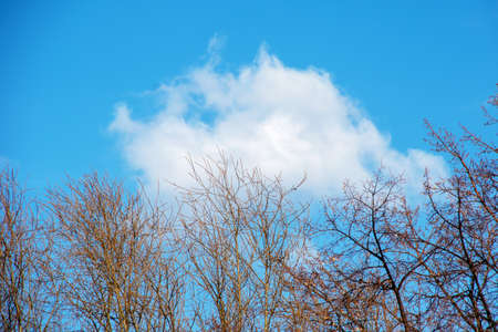 A cloud floats over a tree without leaves against a bright blue sky. Autumn, spring landscape. Mass of air. Soft fluffy clouds textureの写真素材