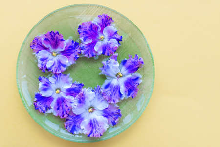 Lilac violet flowers lie on a green saucer on a yellow background. Top view, mock up, copy space. Postcard idea.の写真素材