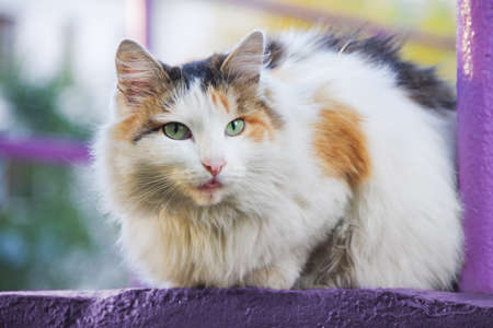 Close-up of a beautiful domestic multicolor cat, cat stuck out her tongue. The concept of nonsense,...