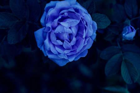 Close-up of one very beautiful rose flower growing on a bush, tinted in classic blue, trend 2020.の写真素材