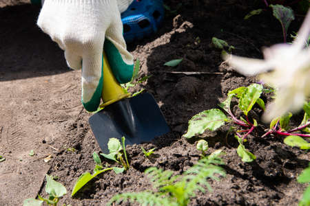 A woman's hand in a white garden glove scoops up weeds with a garden shovel. Gardening, weed control...