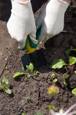 A woman's hand in a white garden glove scoops up weeds with a garden shovel. Gardening, weed control...