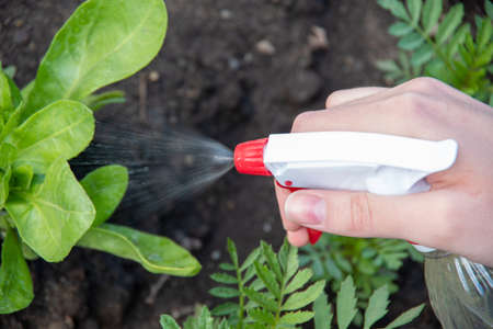 Female hand holds a sprayer watering young flowers and plants in the garden. The concept of caring for plants, gardeningの写真素材