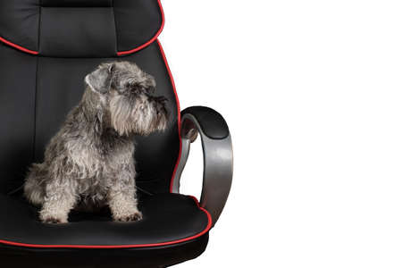 Cute miniature schnauzer dog sitting in an office chair isolated on white background, copy space,...