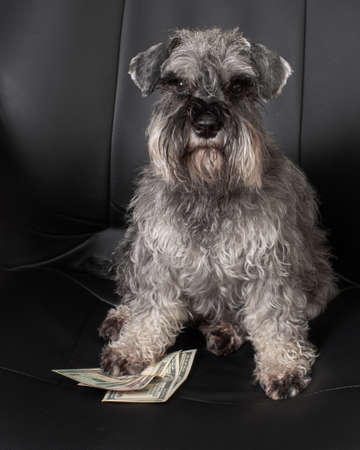 A close-up of a miniature schnauzer dog sits in an office chair and holds one hundred dollar bills under its paw. Can be used as business concept illustration.の写真素材