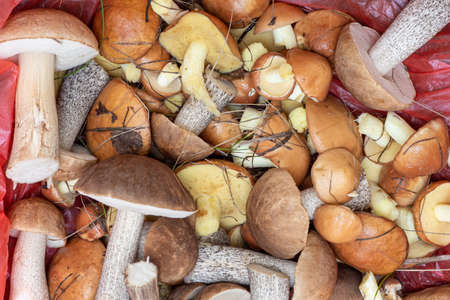 An overhead view of a group of different mushrooms spread out on a red bag collected in the forest,...