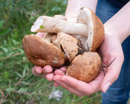 Close-up of female hands are holding mushrooms collected in the forest. Fresh, tasty, boletus. Healthy food concept.の写真素材