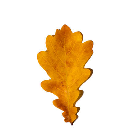 One yellow dry fallen oak leaf on white background, top view, close-up, copy space.の写真素材