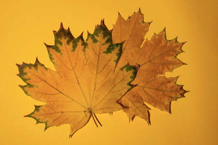 Two beautiful yellow dry fallen maple leaves on a yellow background, one maple leaf below the other,...