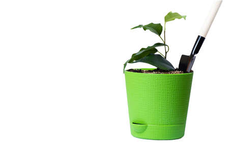 Sprout or seedling in a green plastic pot and a shovel for plant care, isolated on white background, copy space. Gardening, home cultivation, spring planting. Environmental protection conceptの写真素材
