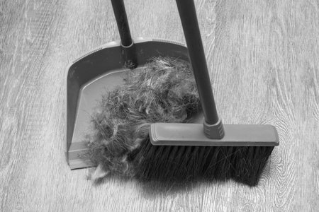 Pet care concept. Home cleaning concept. Close-up of cleaning pile of pet hair or hair with green brush and scoop from floor, black and whiteの写真素材