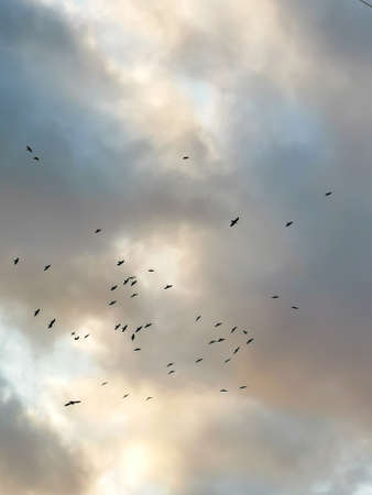 Flying flock of birds against the backdrop of beautiful multi-colored fluffy clouds illuminated by...