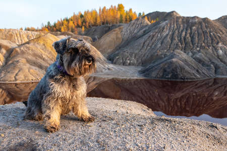 Schnauzer dog sits on the sandy shore of the lake and looks out against the backdrop of the picturesque mountains while hiking with its owner. Dog in the mountains. Traveling with the dogの写真素材