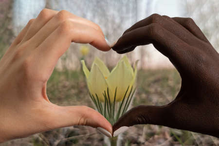 Black-skinned and Caucasian hands in the shape of a heart on a snowdrop flower in the forest.の写真素材