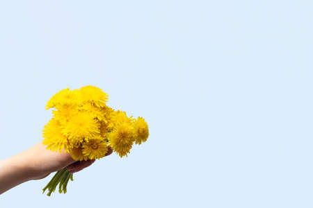 Hand holding a bouquet of yellow wildflowers dandelions in hand on a blue background, copy space. Bright spring wildflowers.の写真素材
