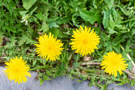 Bright yellow dandelions in green grass. Spring, summer wildflowers. Flowers weeds in the gardenの写真素材