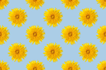 Seamless pattern from blooming dandelions of yellow color on a blue background, closeup, minimalism.の写真素材