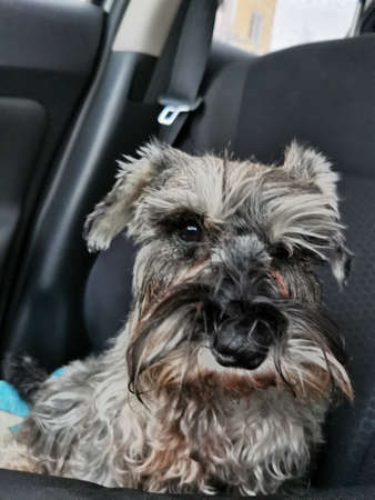 Transportation of the dog in the car. Gray miniature schnauzer sitting on a car seat looking emotionally at the cameraの写真素材
