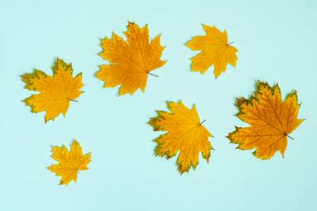 Colorful autumn background of dried maple leaves on light blue, top view background, flat lay. Autumn backgroundの写真素材