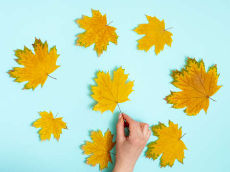 Hand holding yellow maple leaf on autumn background of dried maple leaves arranged in a circle on light blue, top view background, flat lay, copy space. Autumn backgroundの写真素材