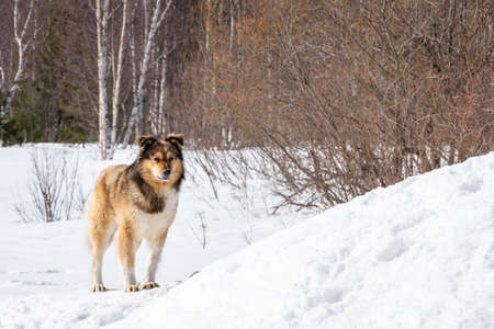 A lonely yard dog stands in the snow in winter. The old dog looks sad. Caring for homeless animals conceptの写真素材