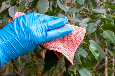 A hand in a blue protective glove wiping the dust from the green leaves of indoor plants with a rag, close-up. Disinfection and sanitization of plants concept. Plant care conceptの写真素材