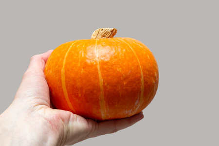 Fresh whole orange pumpkin in female hands on a gray background. Diet food. Pumpkin soup. Pumpkin pie.の写真素材
