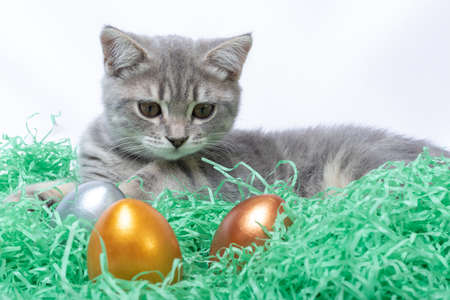 Little gray kitten lying on a paper straw and playing with Easter eggs. Hunt Easter eggs concept. Easter with pets conceptの写真素材