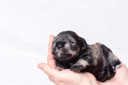 A small newborn puppy of a miniature schnauzer sleeps in the arms of a man on a white background, close-up.の写真素材