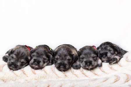 Five sleeping newborn miniature schnauzer puppies on a beige fluffy blanket on a white background. National Puppy Dayの写真素材