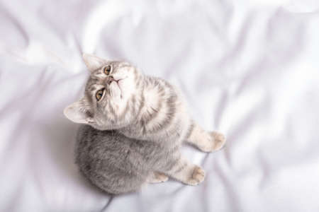 A small playful kitten plays on the sofa and looks up, top view, copy space. Fluffy pet looks with...