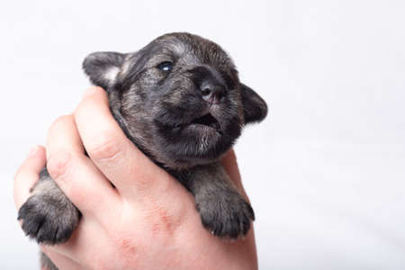 A small newborn puppy on the owners hand. A small puppy squeaks, whines on a white background. Pet care.の写真素材