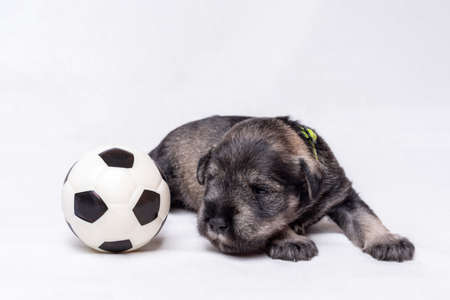 A small newborn puppy lies on a white blanket and looks at a toy soccer ball. Small black miniature schnauzer puppyの写真素材